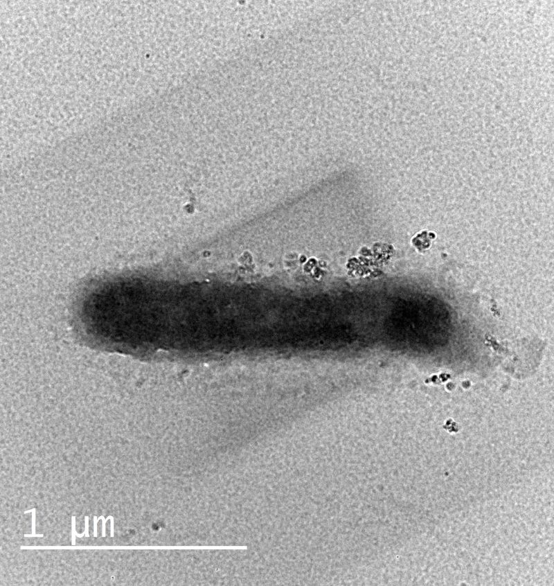 海底下300mの堆積物コア試料から検出された微生物