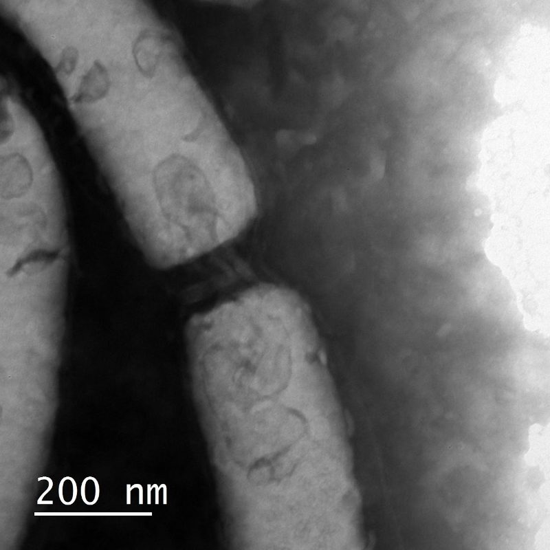 細胞分裂直後の地下微生物